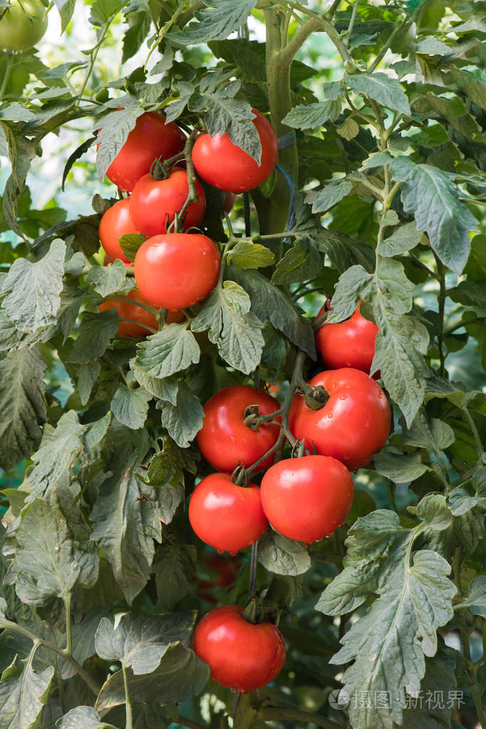 成熟的西红柿在花园里准备好收获