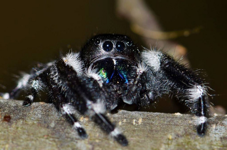 一个相当大的大胆跳跃的蜘蛛眼睛警惕相机和保持安全距离。这些受惊的跳跃蜘蛛是相当常见的, 也相当无害的人类