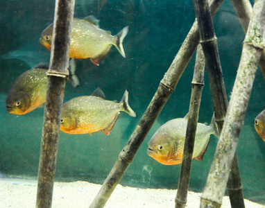 美丽的鱼在水族馆