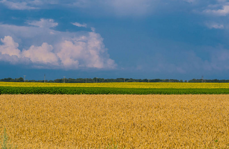 农业景观。有云的暴风雨天空下金黄小麦与向日葵线的田野
