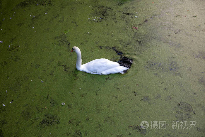 在池塘背景下的天鹅