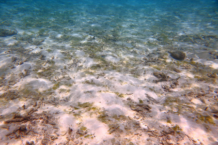 美丽的珊瑚礁死亡的看法。绿松石水和白沙背景。印度洋。马尔代夫群岛