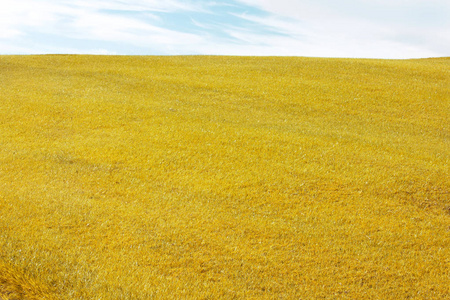 黄色田野草地和蓝天照片