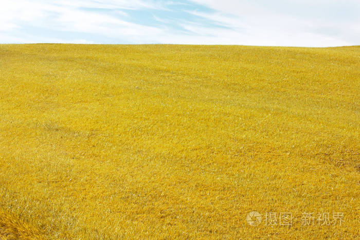 秋天的风景.黄色田野草地和蓝天