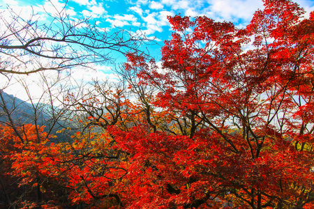 京都秋季的鲜艳叶子