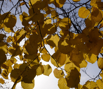 椴树的黄色叶子对天空和背光。秋天的背景从椴树的叶子。黄秋叶