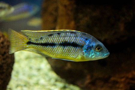 美丽的鱼在水族馆