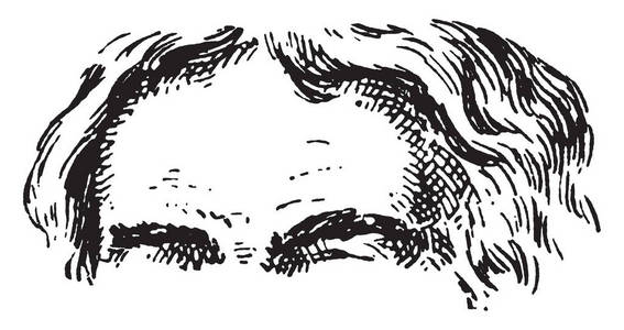 前额是眉毛和发际之间的区域, 老式线条画或雕刻插图
