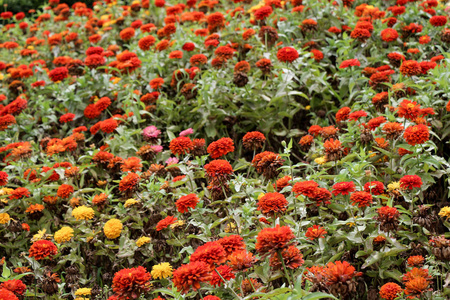 美丽的 zinnia 花在自然