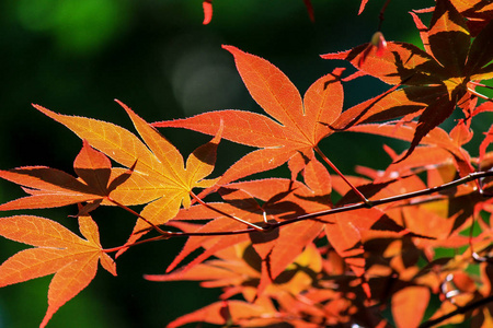 色彩艳丽的树叶 树在秋天期间在日本