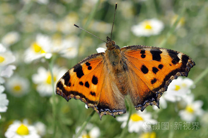美丽的蝴蝶在草地上盛开的洋甘菊的空地蝴蝶大龟甲