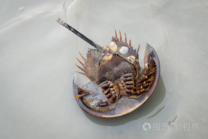 浅水马蹄蟹