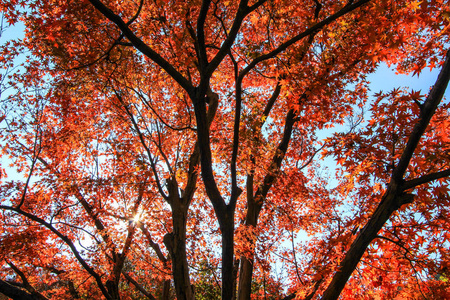 日本秋季的绿叶树木