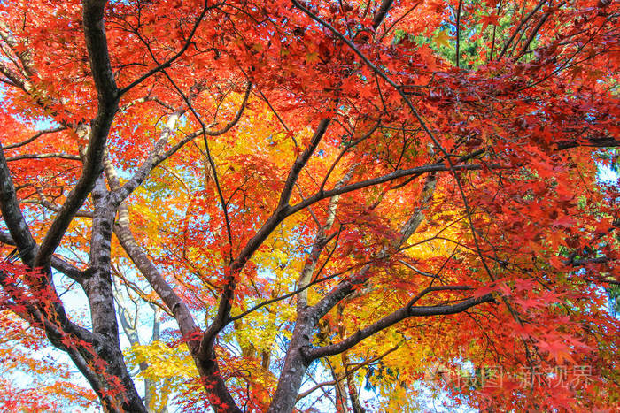 日本秋季的绿叶树木
