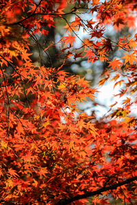 日本秋季的绿叶树木图片
