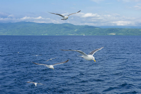 在北海道的海鸥