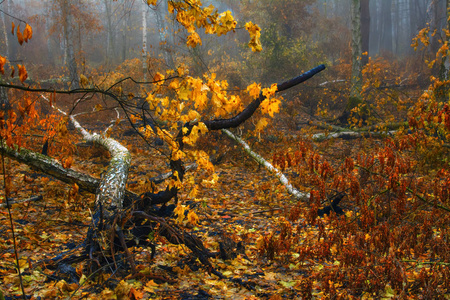 在秋天的森林里漫步。秋天的心情。秋天的颜色。忧郁