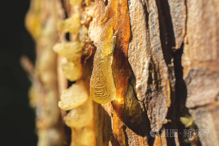 松树油树脂在损坏的区域的树的形式加厚下降挂下来