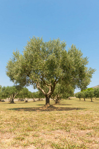 加泰罗尼亚 Emporda 的典型景观 西班牙地中海Emporda赫罗纳加泰罗尼亚的橄榄树田野