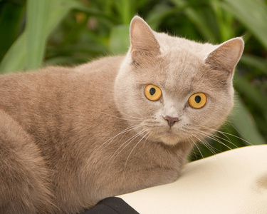 英国短毛猫是传统英国家养猫的纯种版本