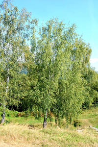 典型的景观在特兰西瓦尼亚, 罗马尼亚的森林。在仲夏的绿色景观, 在阳光明媚的日子
