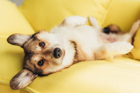 友好的威尔士科吉狗躺在黄色的沙发上
