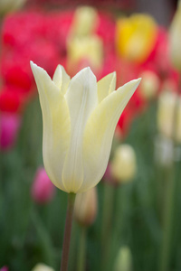 七彩郁金香花盛开在春天的花园里