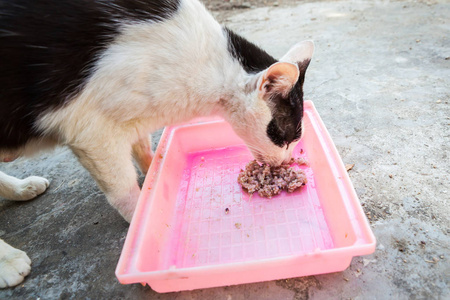 无家可归的猫吃米饭在菜