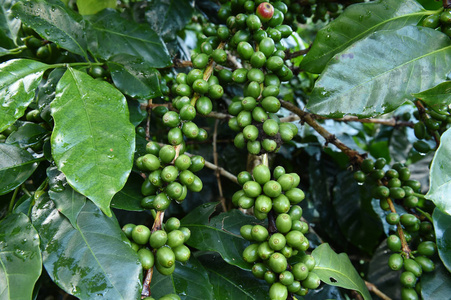 绿色的咖啡豆