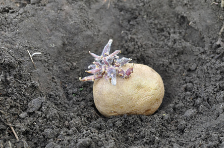黑土种植过程中发芽马铃薯块茎的特写