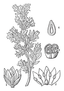 这张照片显示了植物的部分。椭圆形的种子。花朵小, 叶子呈椭圆形。花的内侧有生长的花药。半彩色卵巢, 复古线画或雕刻插图