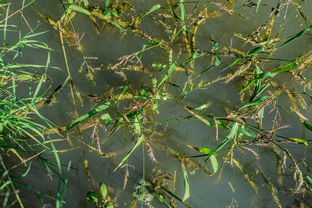 parasiticplants 的湖的表面杂草丛生。水灌丛的质地