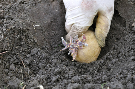 农民手工种植在菜园中发芽马铃薯块茎的制作