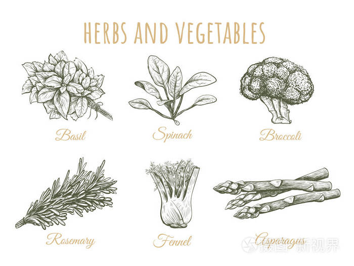 草本和蔬菜素描收藏