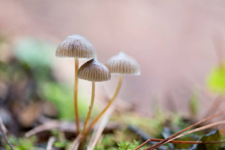 风景与蘑菇