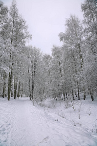 白雪覆盖的树木，在城市公园