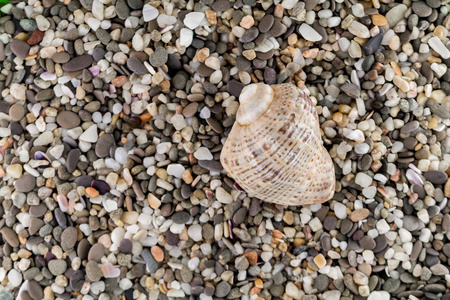 沙滩上的鹅卵石和贝壳