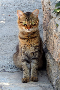 猫褐色野生无家可归者休息在街道上
