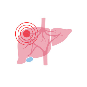 肝脏的载体孤立例证
