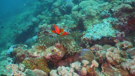 小丑 Anemonefish 在海葵