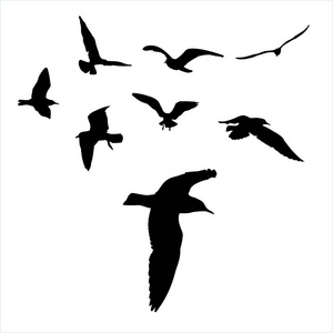 矢量集海鸥剪影在白色背景收藏
