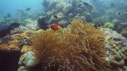 小丑 Anemonefish 在海葵的珊瑚礁上。Amphiprion 小丑。民都洛.水下珊瑚花园, 海葵和小丑。菲律宾