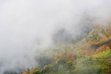 山中雾