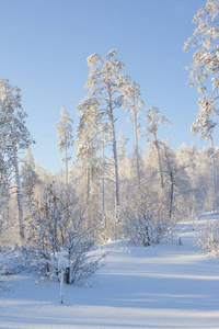 美丽的冬景。覆盖着霜冻的树木