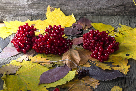 秋季静物与荚蒾浆果