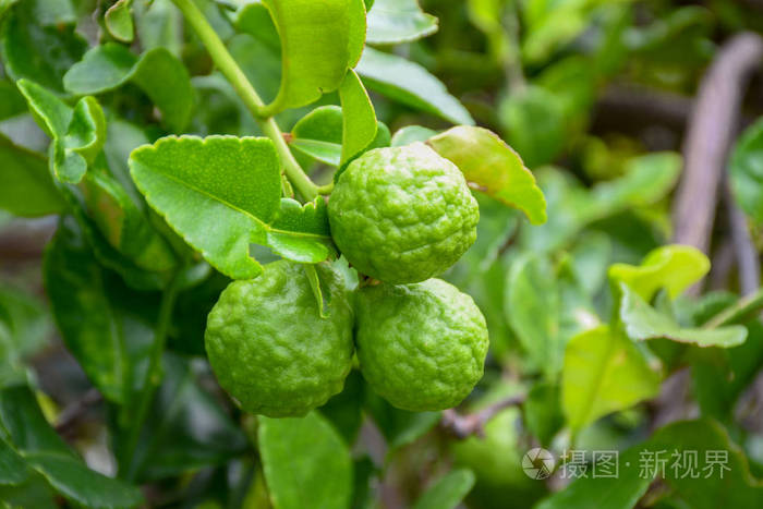 佛手柑树上的 gaden 佛手柑