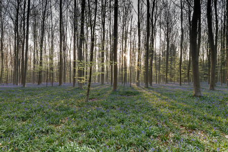 美丽绽放的蓝铃花森林图片