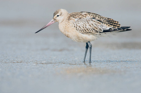 斑尾塍鹬,因此鸟照片