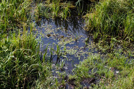 河边沼泽附近的泥潭照片