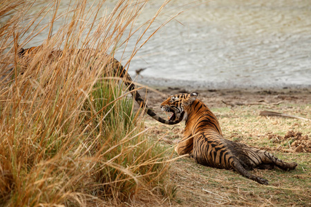 老虎在水中，野生动物
